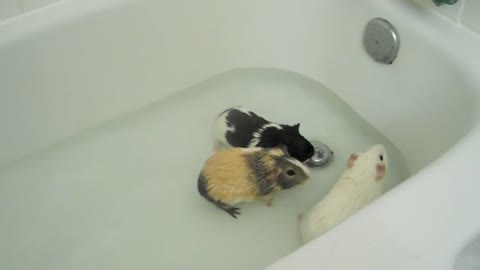 Guinea Pig Tub Time