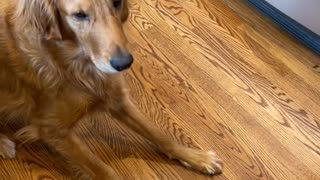 Golden Retriever Sneakily Spits Out Pill