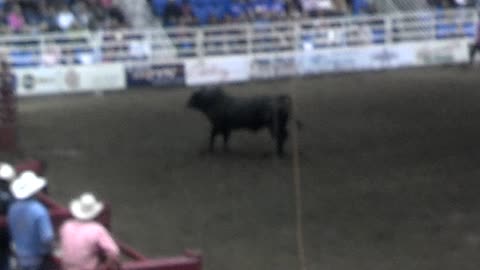 Rodeo Steer riding failure close call