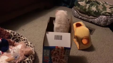 Ferrets and a pizza box
