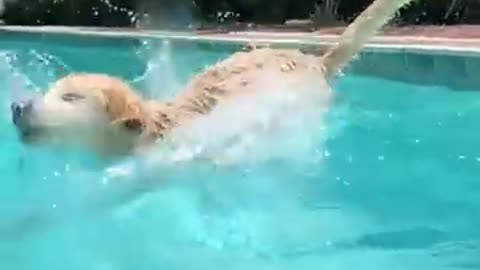 Puppy in the Pool_(360P)