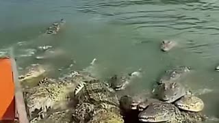 A Shoal of Crocodiles