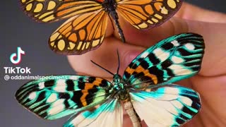 Interesting butterfly FACTS for you