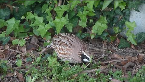 Birding Cape May USA