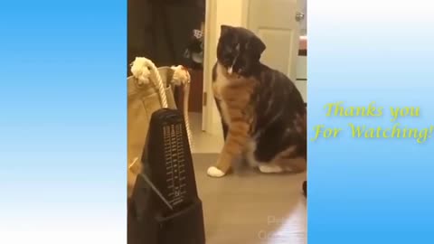 Funny animal videos|Cute animal videos |Funny dog&cat videos|Hilarious pet videos|funny video