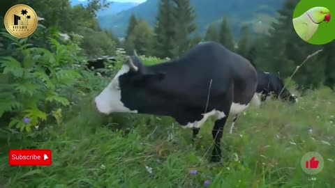 COW VIDEOS 🐄 COWS GRAZING IN A FIELD 🐄 COWS MOOING