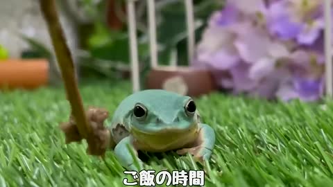A frog looks happy as it eats its food