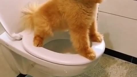 Smart Dog on the Toilet