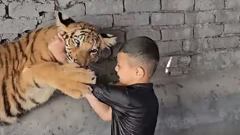 Beautiful lion feeding video.