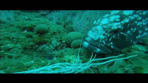 Under the sea world moray eel bite this fish