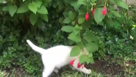 cats playing so cute