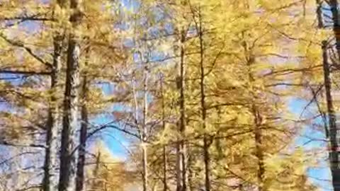 A walk through the beautiful autumn forest.