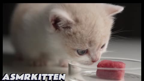 😍ASMR kitten😍 first time eating very delicious fresh meat