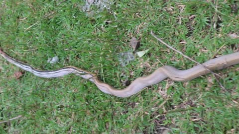 Huge Cobra Relocated Away From Homes