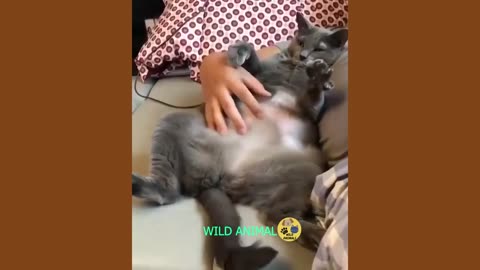 Funny Videos Moments Of Dogs And Cats