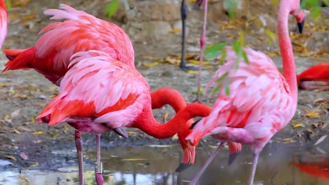 Pink Flamingo Beak