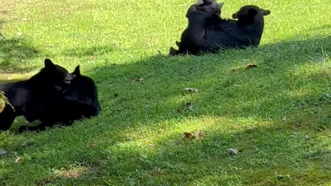 Family of Bears Playing in the Grass