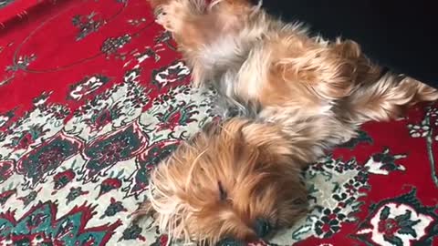 Cute Yorki napping - dogs are humans best friends