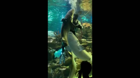 Scuba diver dances with shark inside an aquarium