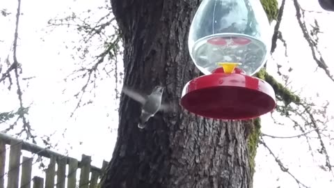 Hummingbird can't wait to feed!!
