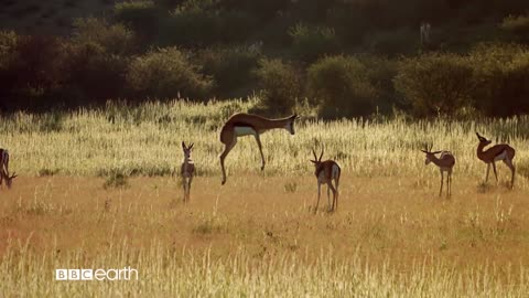 Nature's greatest dancers - BBC Earth Trailer