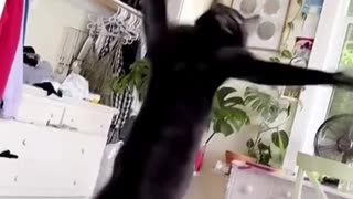 Purr-fectly Hilarious Watch These Cats Do the Funniest Jumps and Moves