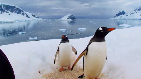 Gentoo penguins walk snowy road. lucky