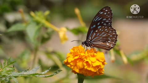 butterfly botany flower nature