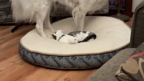 Super Funny Dog Sits On Cat, Cat Gets Stuck!