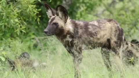 African Wild Dog Copyright Free Animal Videos