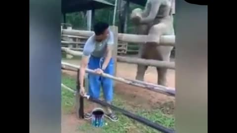 Baby elephant funny videos