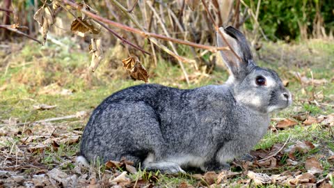 Cute rabbit video 2021