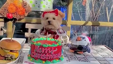 happy birthday baby dog and family dog funny