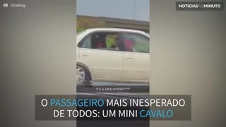 Motorista flagra cavalo em banco traseiro de um carro nos EUA!