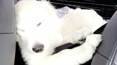 White dog napping in the car