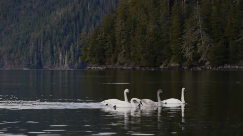 Trumpeter Swans Swimming Together