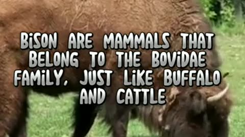 Bison unique facts #animalshorts #wildanimals #shortvideo