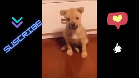 Super Funny Dog #1