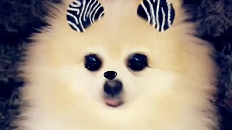 Pomeranian tries to hop on tan couch zebra snap chat filter