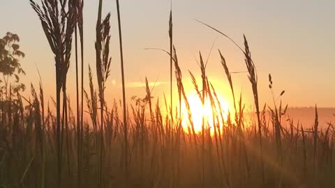 Video for nature, the sun set