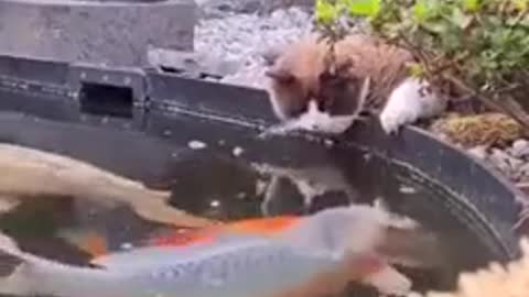 cat and fish meet
