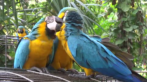 Funny parrots loving his girlfriend