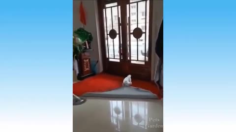 Funniest Animals 🐧 - Funny animal videos can't help but laugh 2023 funny animals 2023 funny dogs