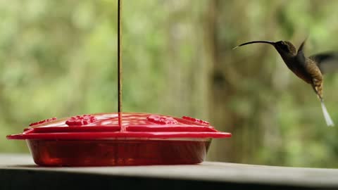 Hummingbird tongue in slow motion drinking water