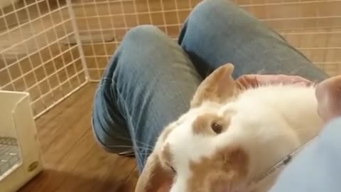 Funny rabbit video playing with cat and cute rabbit video