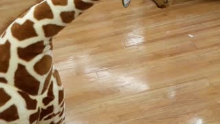 Toddler meets giraffe