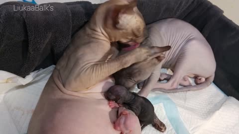 Natural Birth Of Sphynx Kittens Welcome To The World Sweet Babies