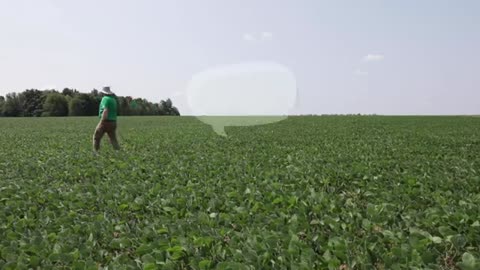 Ask A Nufarmer - Pre-emergent herbicide for IP soybeans