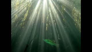 swimming in a crystal clear dam