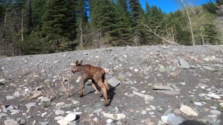 Kayakers Rescue Distressed Moose Calf From Glacial River